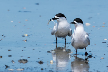 White Fronted Tern in Australasia