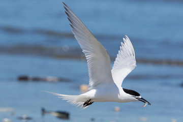 White Fronted Tern in Australasia