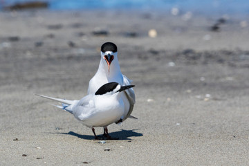White Fronted Tern in Australasia