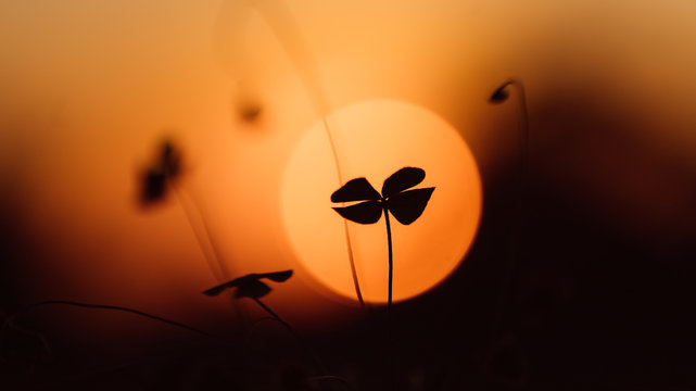 Por do Sol trazendo Sorte e prosperidade com um lindo Trevo de Quatro Folhas Natal Ano novo pr&oacute;spero, r&eacute;veillon, Laranja, escuro