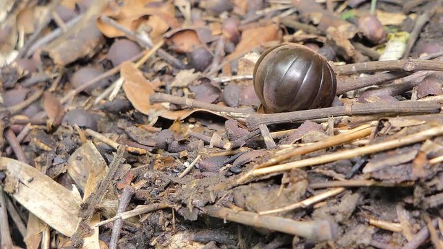 Pill millipede (Glomeris marginata) curled and unfurling from defensive position in tropical rain forest.