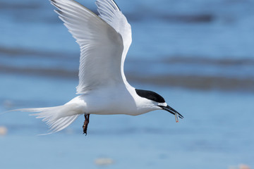 White Fronted Tern in Australasia
