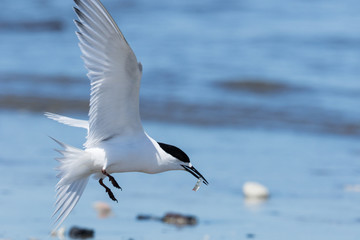 White Fronted Tern in Australasia