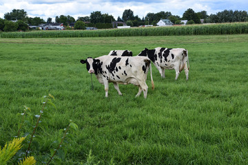 Vache laitières