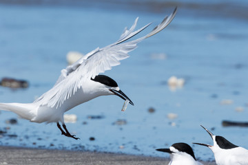 White Fronted Tern in Australasia