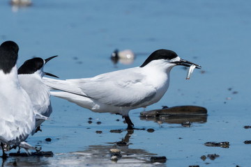 White Fronted Tern in Australasia