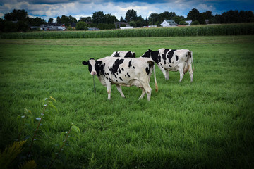 Vache laiti&egrave;re paisible dans un champ de ferme - Symbole de la vie agricole