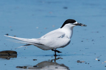 White Fronted Tern in Australasia
