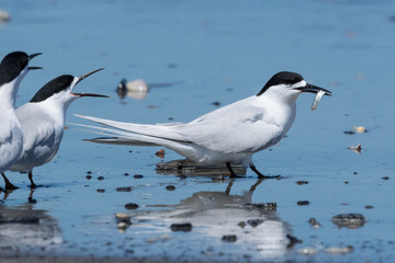 White Fronted Tern in Australasia