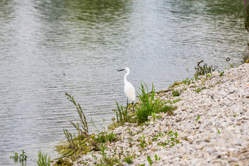 White heron on the shore in Hungary