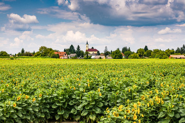 Fototapeta na wymiar Sunflower field in Hungarian countryside with small village and church in background