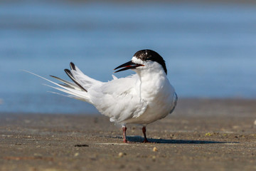 White Fronted Tern in Australasia