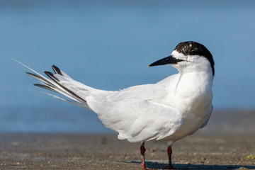 White Fronted Tern in Australasia