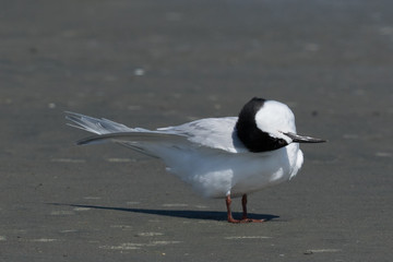 White Fronted Tern in Australasia