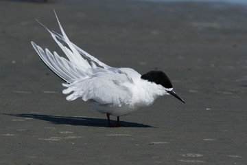 White Fronted Tern in Australasia