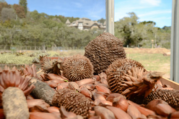PARQUE DA LAGOINHA EM CAMPOS DO JORDÃO RECEBE UM NÚCLEO DO PROJETO PEACE. QUE POSSUÍ O INTUITO DE REFLORESTAR O AMBIENTE E TRAZER A EDUCAÇÃO AMBIENTAL AOS MORADORES DA CIDADE.