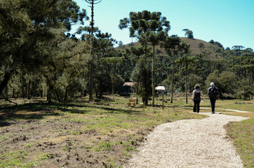 Fototapeta premium PARQUE DA LAGOINHA EM CAMPOS DO JORDÃO RECEBE UM NÚCLEO DO PROJETO PEACE. QUE POSSUÍ O INTUITO DE REFLORESTAR O AMBIENTE E TRAZER A EDUCAÇÃO AMBIENTAL AOS MORADORES DA CIDADE.