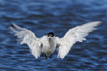 White Fronted Tern in Australasia