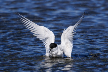 White Fronted Tern in Australasia