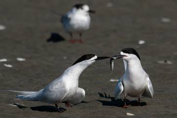 White Fronted Tern in Australasia