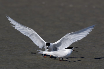 White Fronted Tern in Australasia