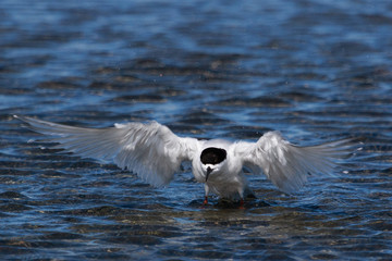 White Fronted Tern in Australasia