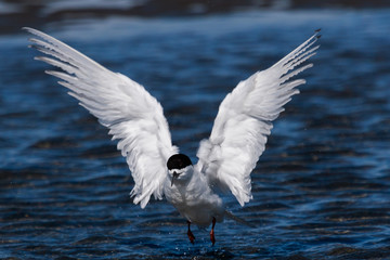 White Fronted Tern in Australasia