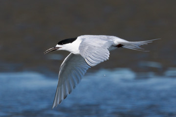 White Fronted Tern in Australasia