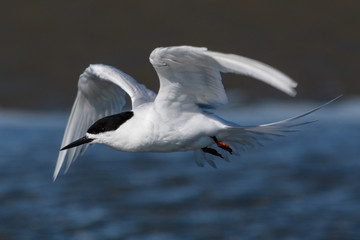White Fronted Tern in Australasia