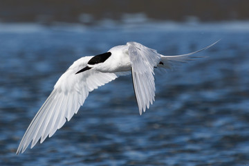 White Fronted Tern in Australasia