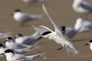 White Fronted Tern in Australasia