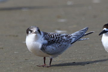 White Fronted Tern in Australasia
