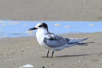 White Fronted Tern in Australasia