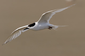 White Fronted Tern in Australasia