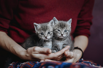 Two little scared homeless kittens taken to animal shelter