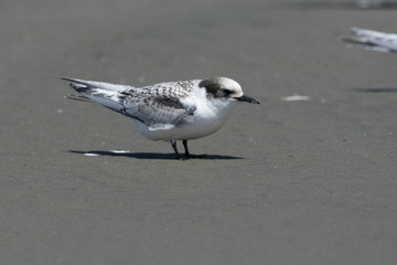 White Fronted Tern in Australasia