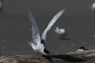 White Fronted Tern in Australasia