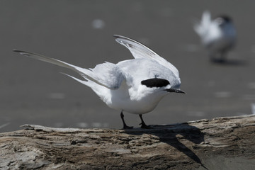 White Fronted Tern in Australasia