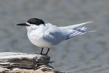 White Fronted Tern in Australasia