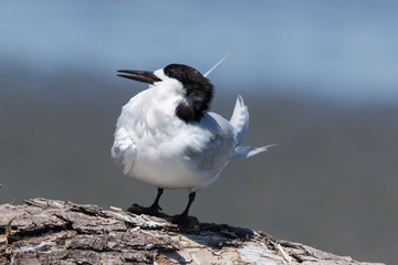 White Fronted Tern in Australasia