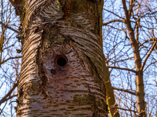 A hole in a tree trunk - bird nest
