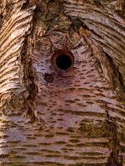 Hole in the tree - a bird's nest that creates a woodpecker