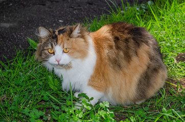 Naklejka na ściany i meble Red cat sitting in grass. Cat in the summer garden. Red cat sits in the garden next to green plants.