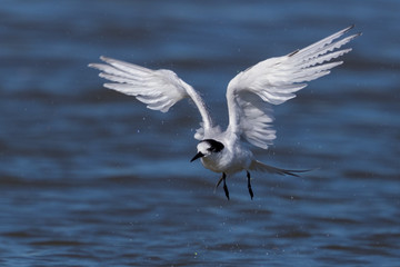 White Fronted Tern in Australasia