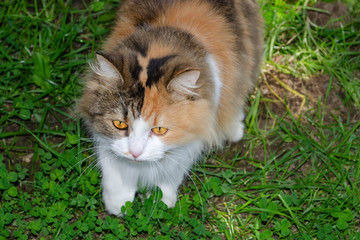Gray kitten sneaks among the thickets like a wild cat