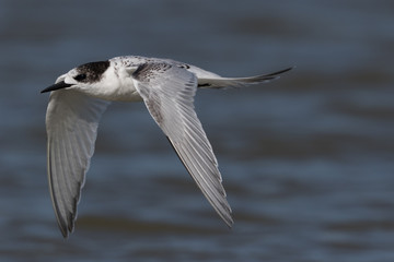 White Fronted Tern in Australasia