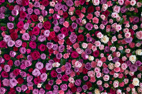 pared de flores, rosas, colores