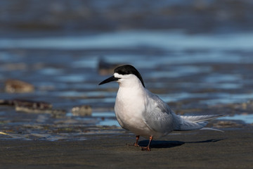 White Fronted Tern in Australasia