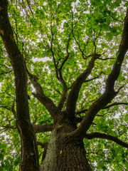 Fototapeta premium Old Oak tree(Quercus robur) in spring - Low angle view