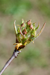 two buds on a branch of a fruit tree in macro closeup, nature in spring season, botanical background